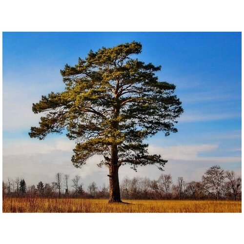 Сосна обыкновенная (лат. Pinus sylvestris) семена 50шт + подарочек