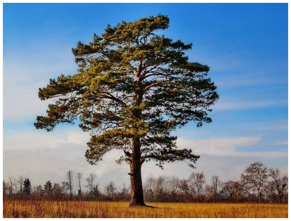 Сосна обыкновенная (лат. Pinus sylvestris) семена 50шт + подарочек