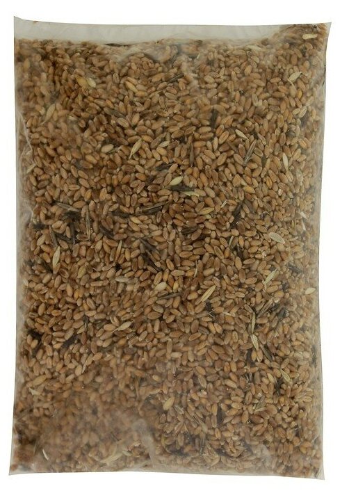 Семена Пшеница , 1 кг - фотография № 1