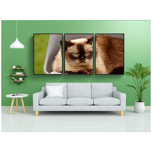 фото Набор модулных постеров для интерьера "британская короткошерстная кошка, кот, домашняя кошка" 60x90 см. в тубусе, без рамки lotsprints