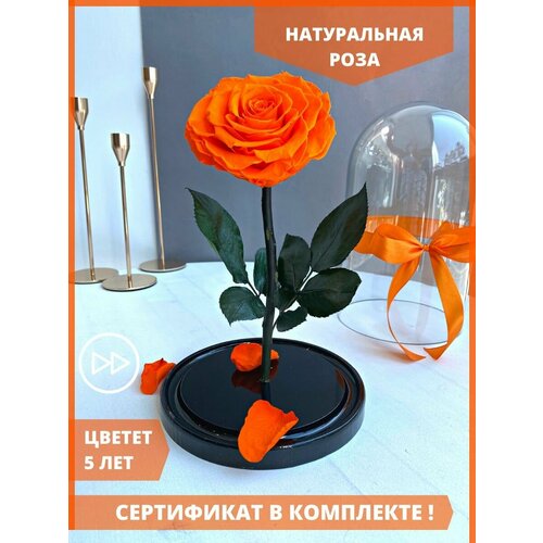 Роза в колбе Bonita 26 см Стабилизированные живые цветы