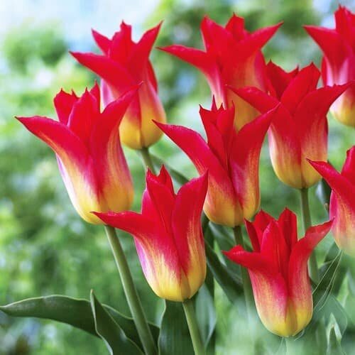 Тюльпан Роял Гифт (3 луковицы). Holland Bulbs (Голландия).