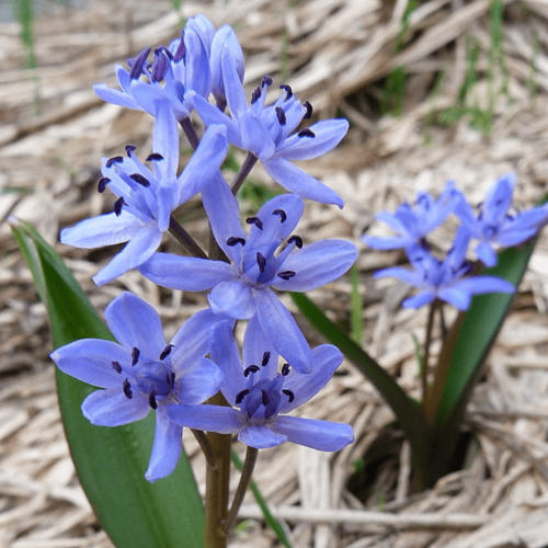 Пролеска двулистная (5 луковиц). Holland Bulbs (Голландия).