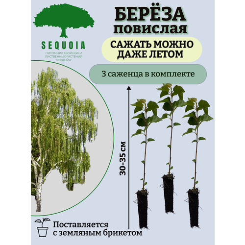 берёза плакучая береза повислая береза бородавчатая betula pendula семена 500шт подарочек Береза повислая 3 саженца