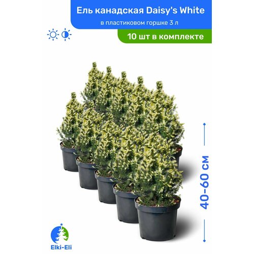 Ель канадская Daisys White (Дейзи Вайт) 40-60 см в пластиковом горшке 3 л, саженец, хвойное живое растение, комплект из 10 шт