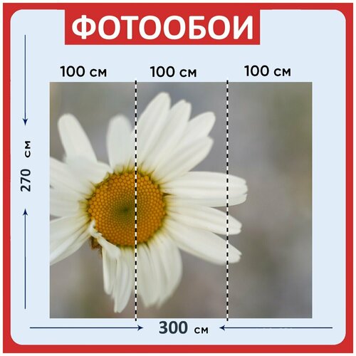 Фотообои Маргаритка белый ромашки 300x270 см флизелиновыена стену 3940₽