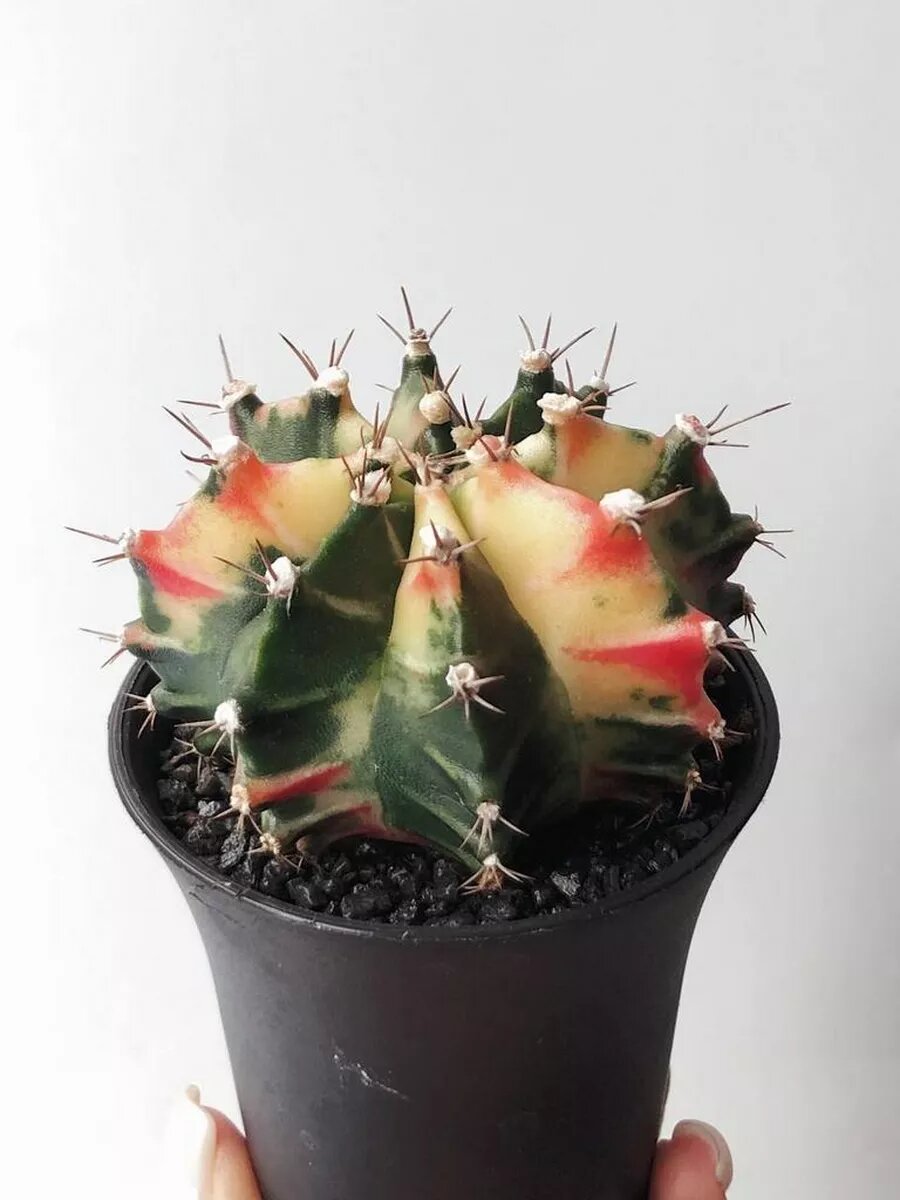 Кактус Гимнокалициум Михановича (Gymnocalycium Variegata) D7