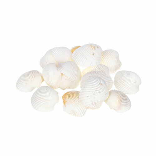 INBLOOM Декор для кашпо Ракушки 10х6см белые 150г 10г 6 штук 2388₽