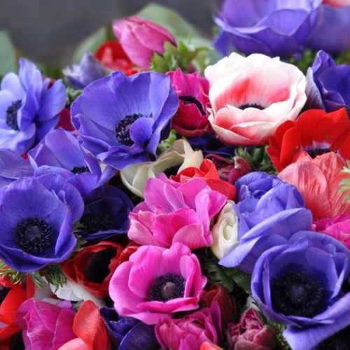 Ветреница ( Анемоны ) Де Каен Микс 10 шт