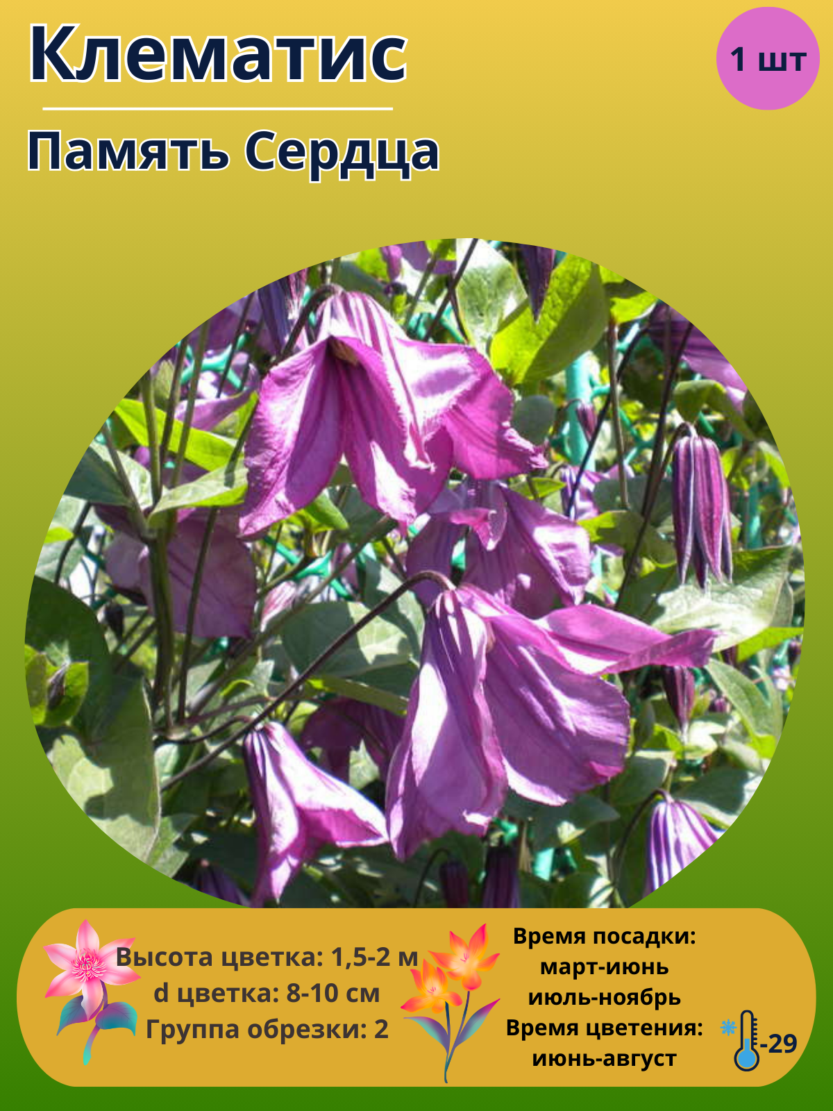 Клематис Память Сердца, многолетние цветы