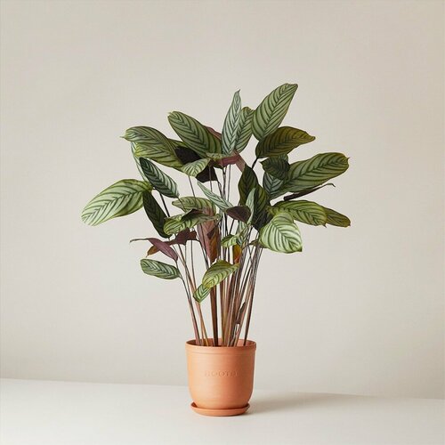 Ктенанта Сетоса d17