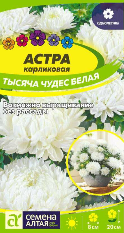 Семена Астры карликовой 