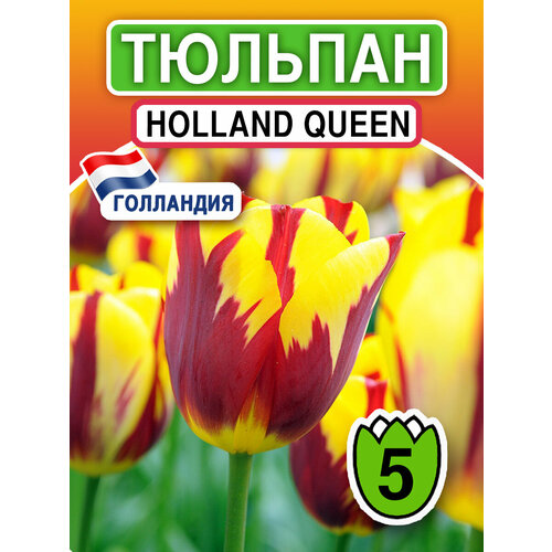 Луковичные цветы Тюльпан Holland Queen 5 шт многолетнее луковичное растение