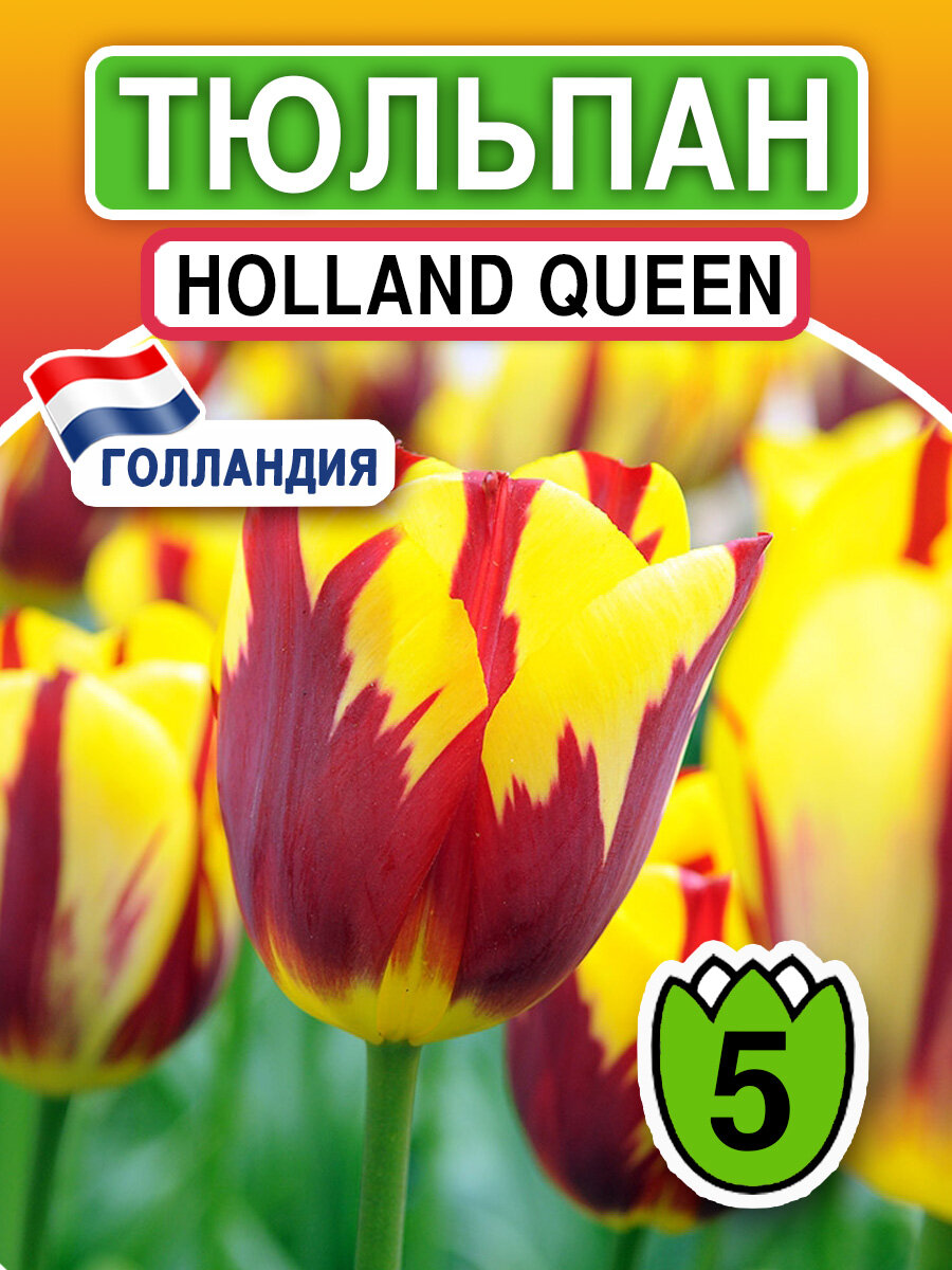 Луковичные цветы Тюльпан Holland Queen 5 шт многолетнее луковичное растение - фотография № 1
