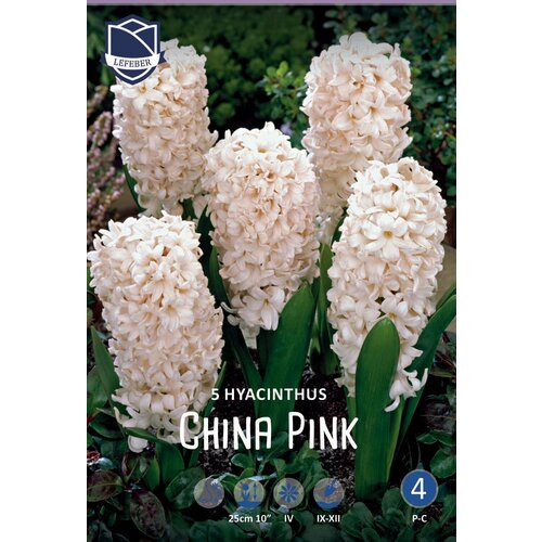 Гиацинт Чайна Пинк(China Pink), 5 шт