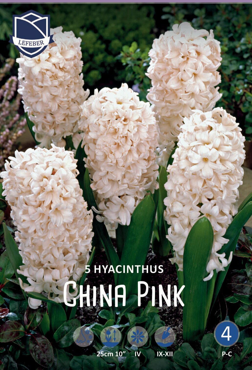 Гиацинт Чайна Пинк(China Pink), 5 шт