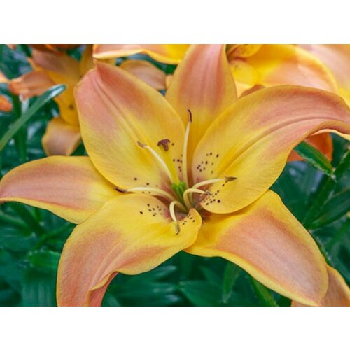 Лилия Азиатская Изи Фэнтази (Lilium asiatic) Луковицы/Разбор 14/16/Открытая (ОКС)