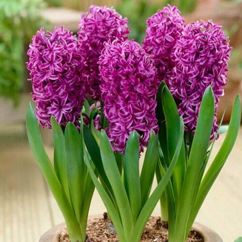 Гиацинт Садовый Пёпл Сенсейшн (Hyacinthus Purple Sensation) Луковицы/Разбор 14/16/Открытая (ОКС)