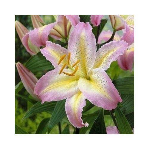 Лилия Восточная Кзотико (Lilium oriental hybrids) Луковицы/Разбор 14/16/Открытая (ОКС)