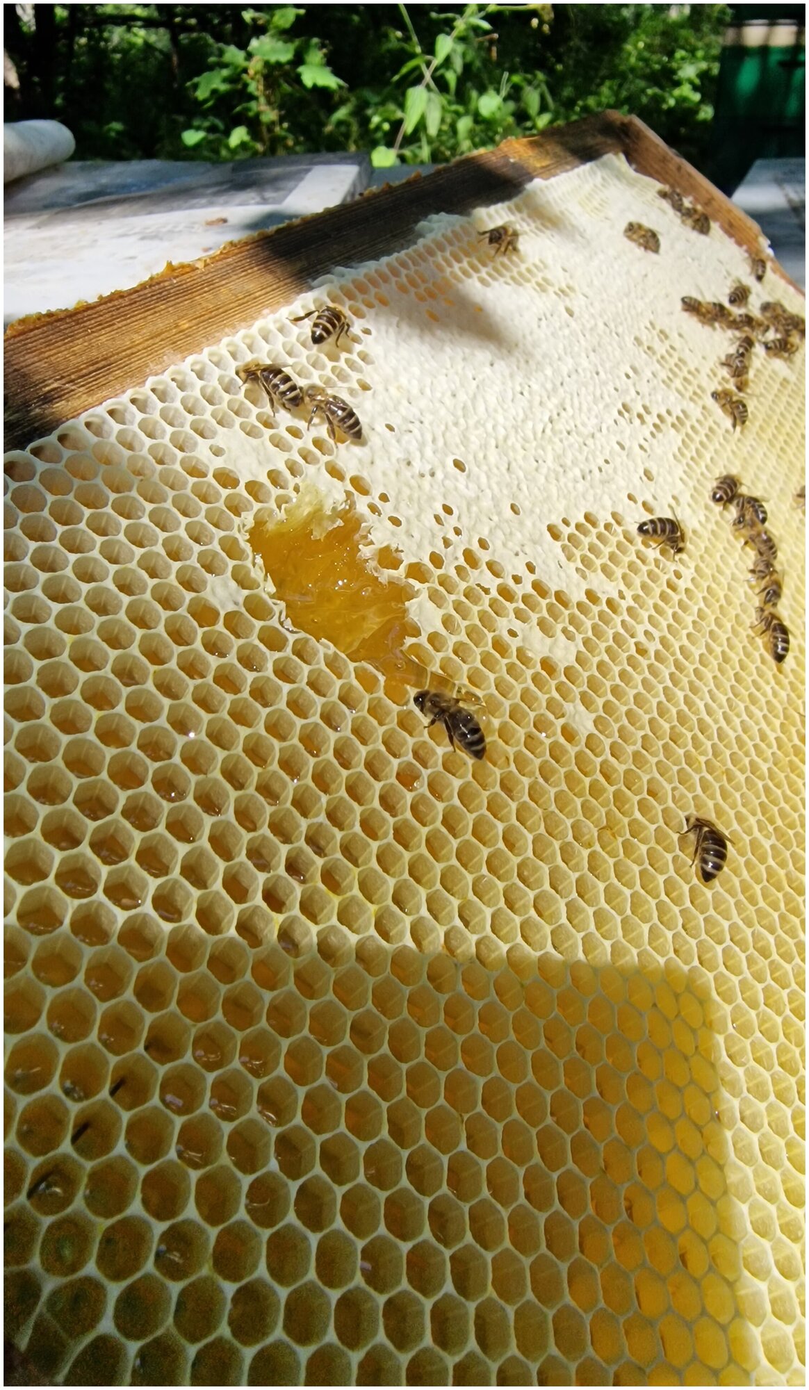 Мёд цветочный натуральный липовый 0,5 кг. / урожай 2022 года / ГОСТ / Honey day - фотография № 7