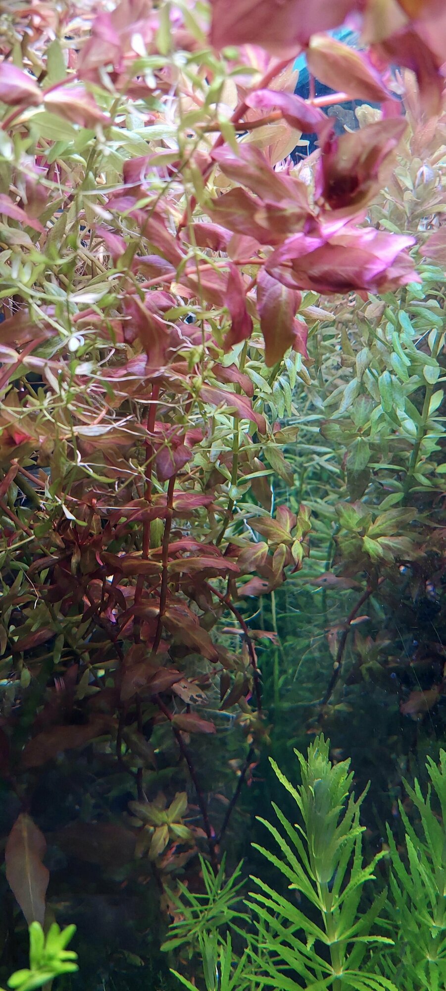 Ротала макрандра (Rotala macrandra)2 веточки от 10 см/ королевский красный/Живые аквариумные растения - фотография № 3