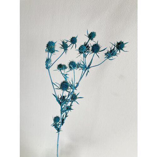 Эрингиум сухоцвет синийСухоцветы для флористов для декора для творчества 1150₽