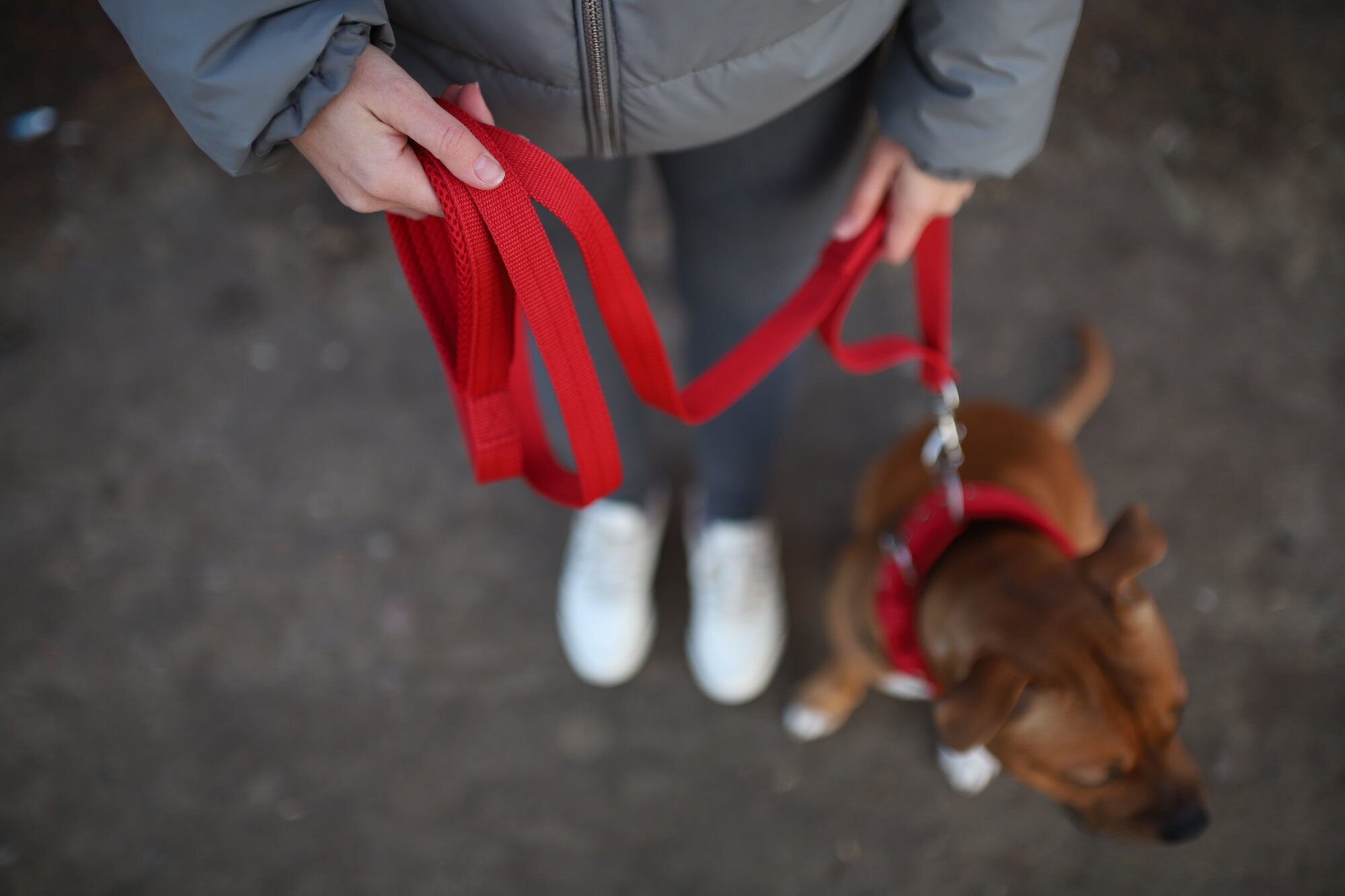 Поводок NeoHund для собак крупных и средних пород, с усиленным карабином из нержавеющей стали, цвет красный, длина 3 м