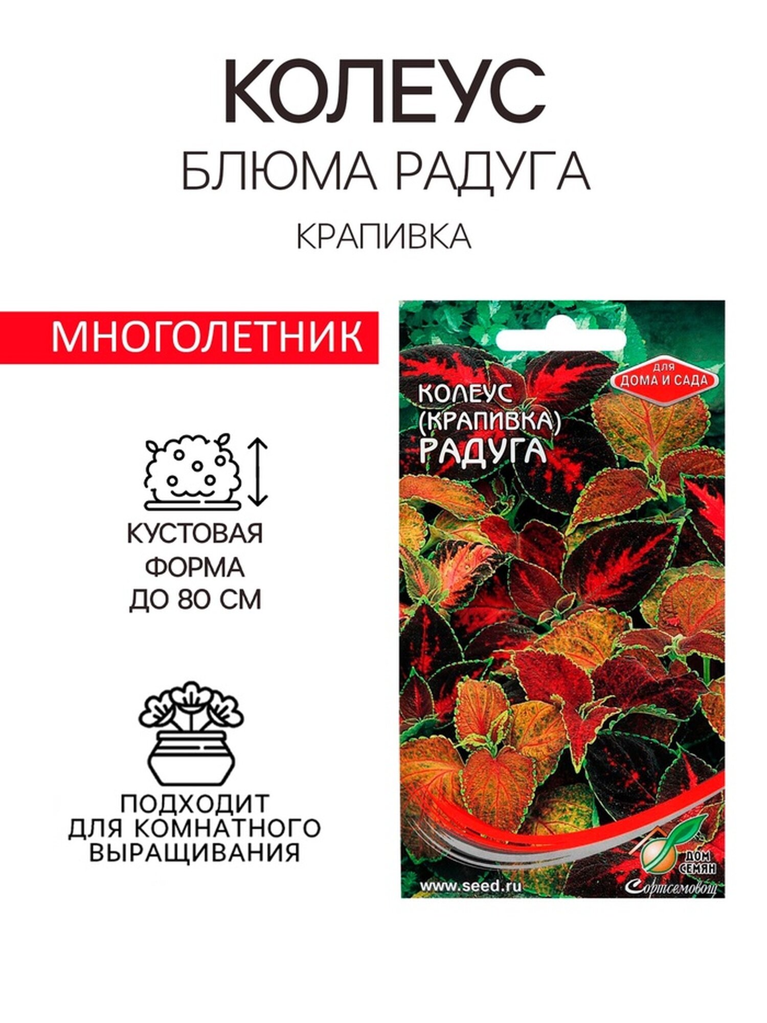 Семена комнатных цветов Колеус 