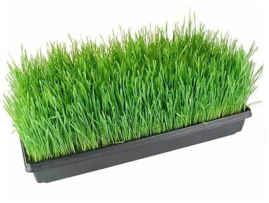 Ящик "Профи" чёрного цвета 3 шт для выращивания цветов, рассады и микрозелени размером 400*175*50 мм. - фотография № 3