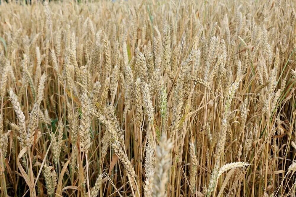 Сидерат Зеленое удобрение Пшеница 1кг, Пермагробизнес - фотография № 3