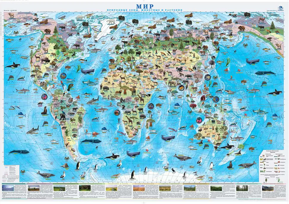 Атлас-принт Природные зоны мира-настенная карта /размер 100х70см/ на рейках