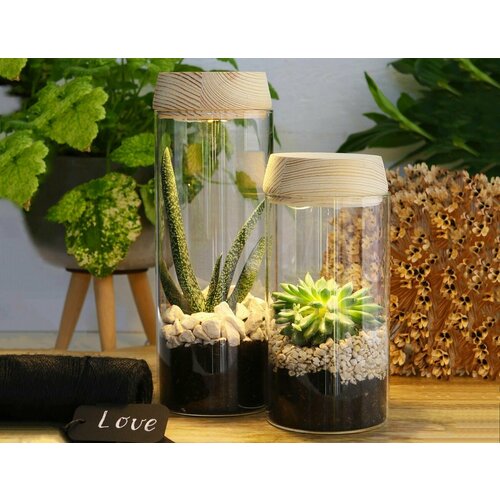 Стеклянный цилиндр для флорариума с верхней подсветкой стакан для чудес 18 см 4 SEASONS 30180-cloche 1502₽