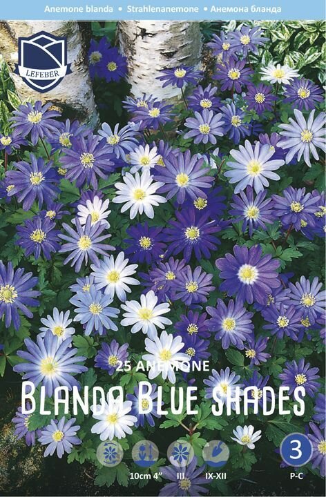 Анемона бланда Блу Шейдс(Blue Shades), 25 шт