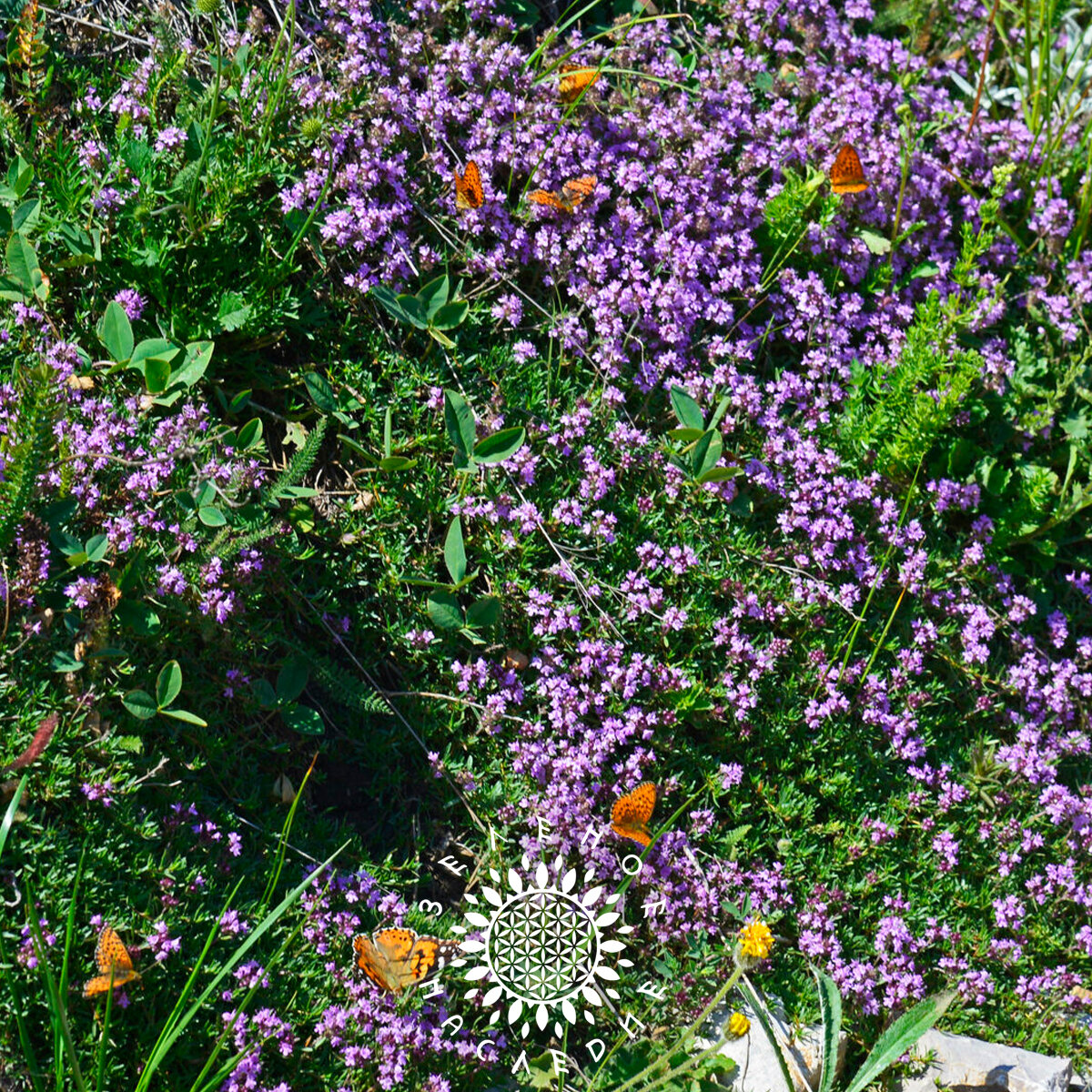 Семена Тимьян овощной - Чабрец - Медок (лат. Thymus L.) 50шт от Green Legacy — фото 1