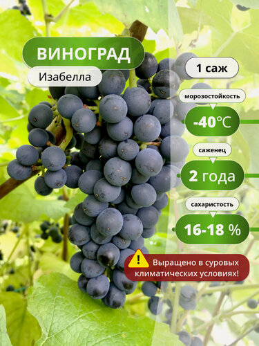 Изображение товара Виноград Изабелла, многолетник, для всех регионов, высота 1м,1 шт