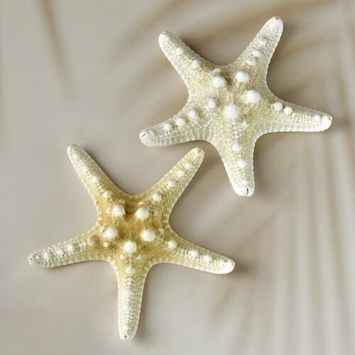 Натуральная морская звезда FANTASY Филиппинская White, 10-14 см, 2 шт.