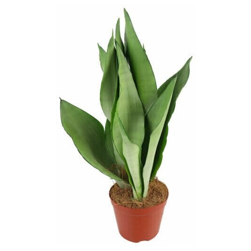 Сансевиерия Муншайн (D-12)