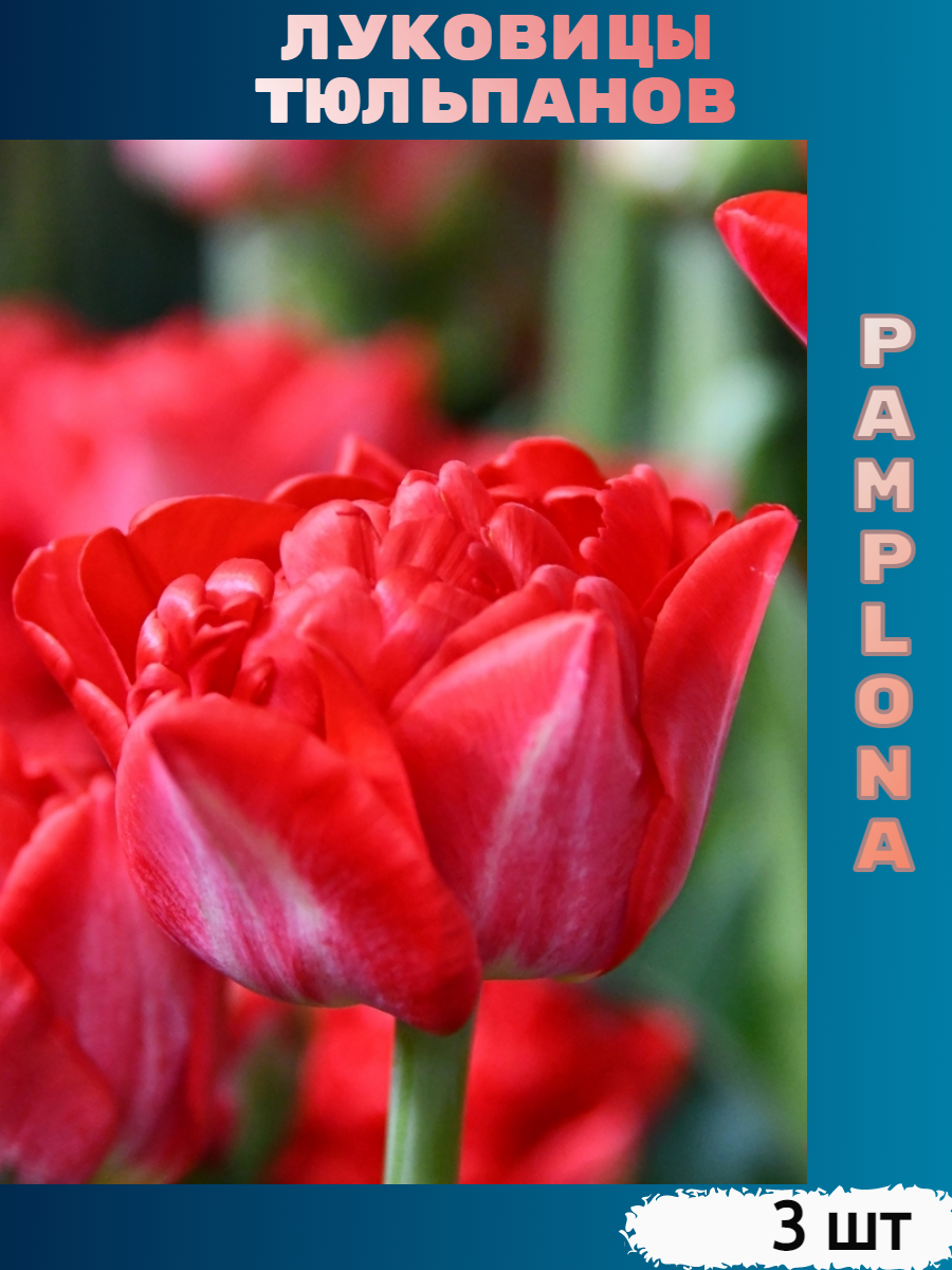 Луковицы тюльпана Pamplona (3 шт)