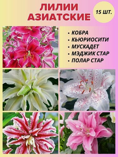 Изображение товара Лилии луковицы, сет 15 штук