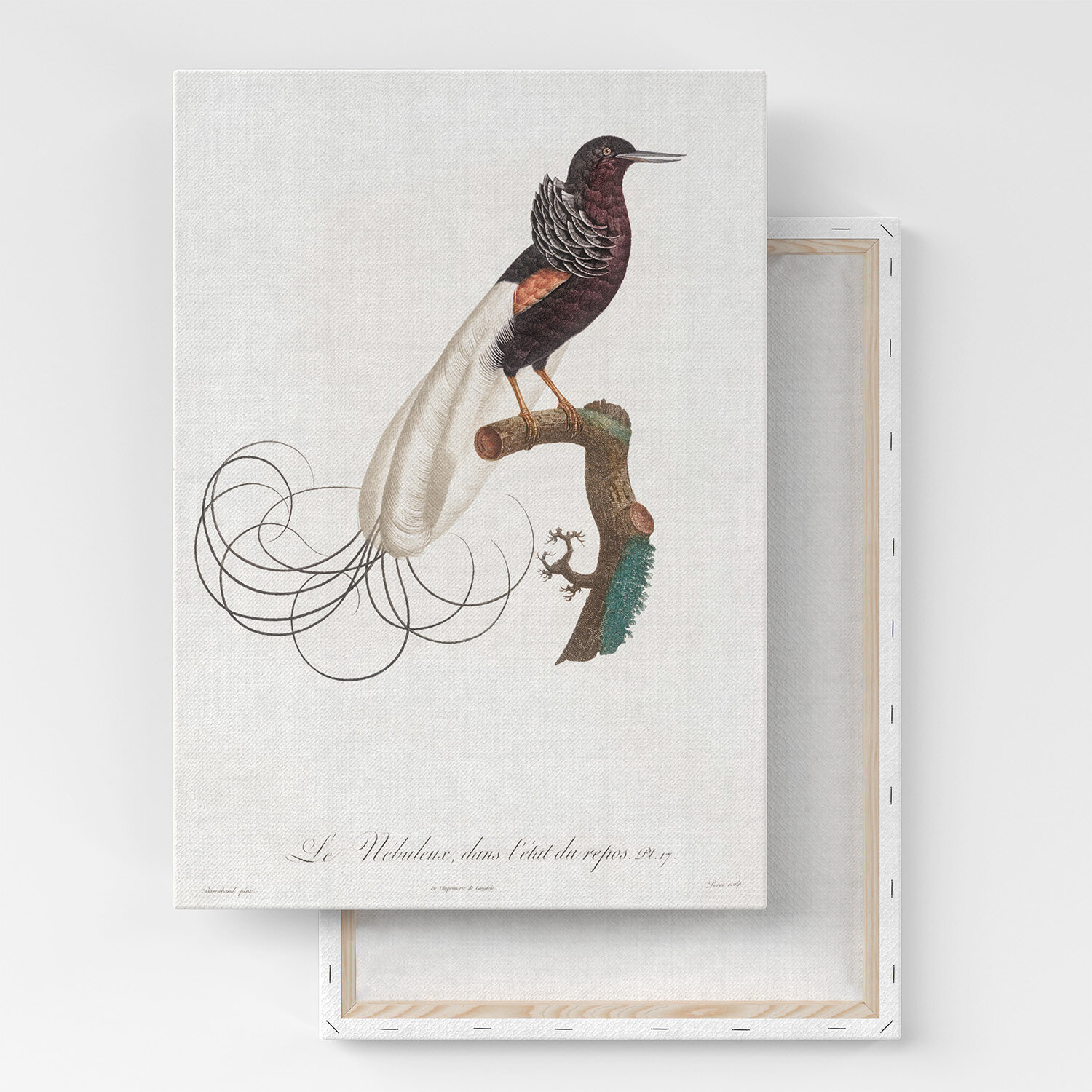 Картина на холсте, репродукция / Des Oiseaux de Paradis / Размер 60 x 80 см