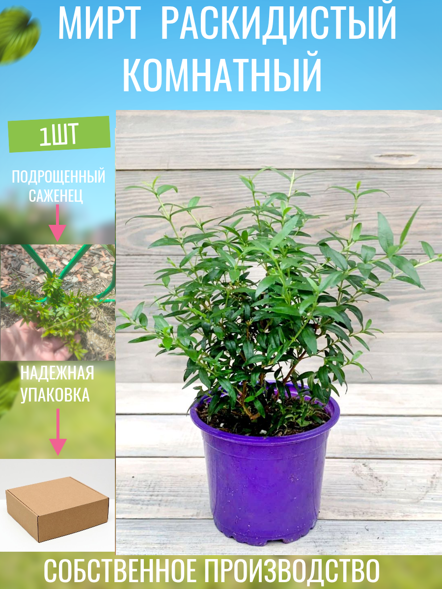 Мирт раскидистый комнатный 1 шт.