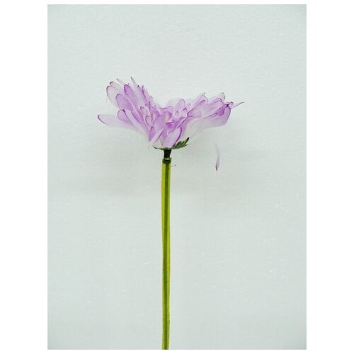 Гербера 55528_РОЗОВЫЙ-32A , 50 см. (комплект из 11 шт.)