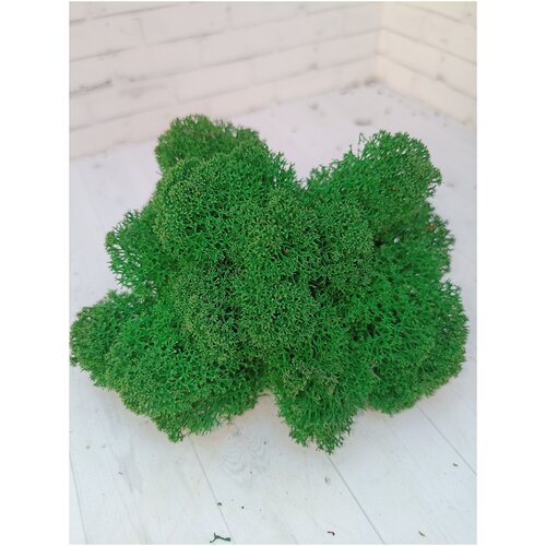 Стабилизированный мох Трава 500 г