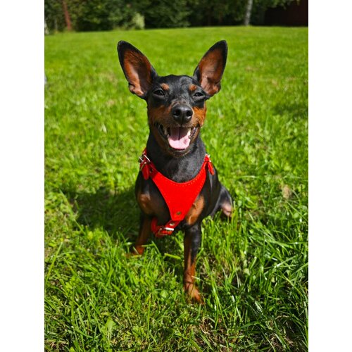 Шлейка для миниатюрных пород собак Dober-Крут замшевая анатомическая красная, размер XXS 28-34 см