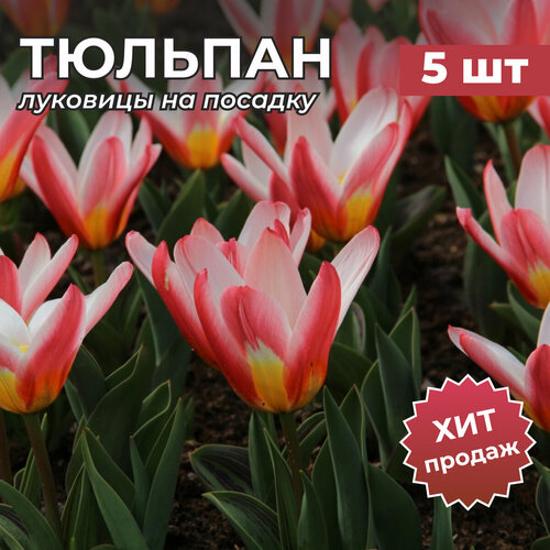 Луковицы тюльпана на посадку 