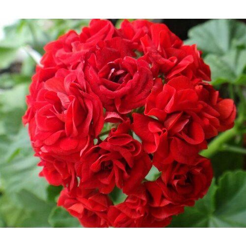 Семена Пеларгония королевская Маверик Скарлет F1 4 шт 1 упаковка