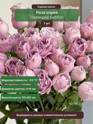 Изображение товара Роза спрей Лавендер Бабблс , 1 саженец , многолетняя , сиреневая