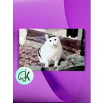 Картина по номерам на холсте Толстый кот Бендер, 30 х 40 см - изображение
