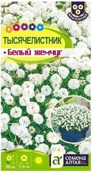 Тысячелистник Белый Жемчуг 0,1г Семена Алтая