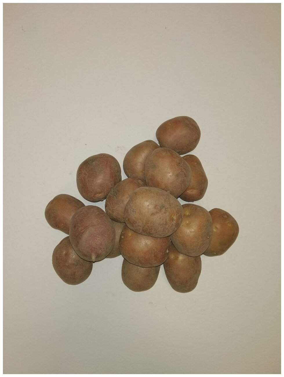 Картофель семенной беллароза клубни 1 кг - фотография № 8